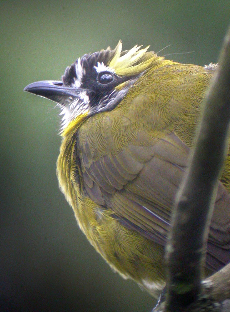 Yellow-eared Bulbul