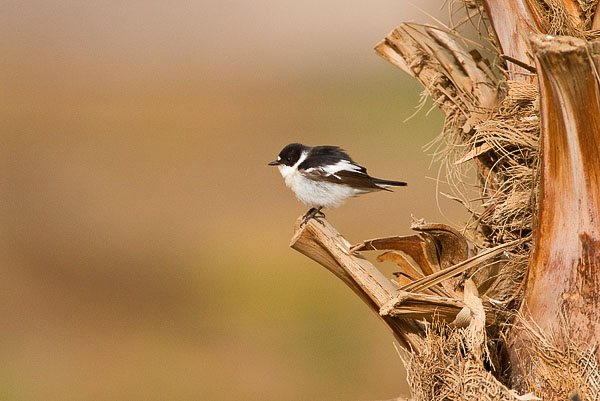 Semi-collared Flycatcher