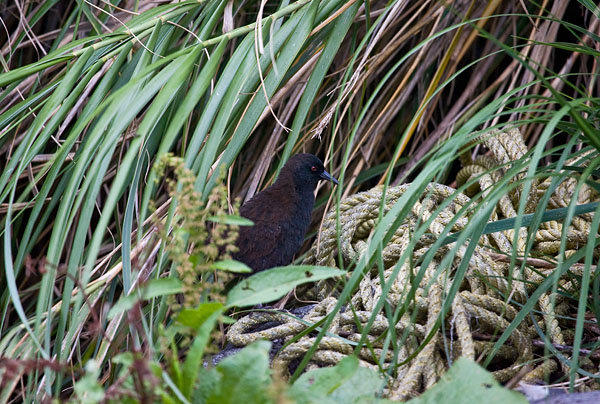 AGAMI Inaccesible Island Flightless Rail Tristan group April 2006 Marc Guyt 