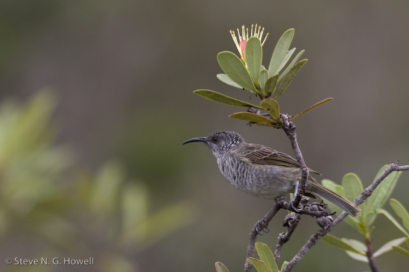 Barred Honeyeater