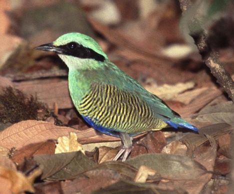 Bar-bellied Pitta