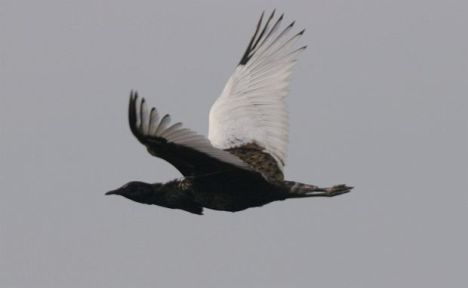 Bengal Florican