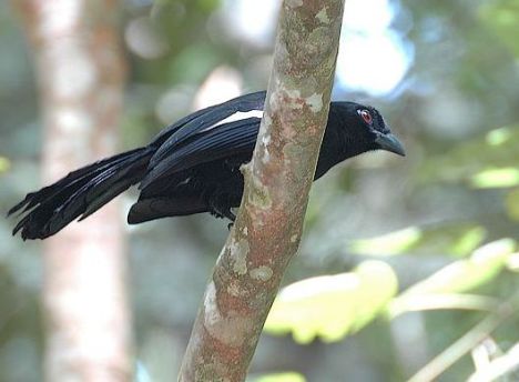 Black Magpie