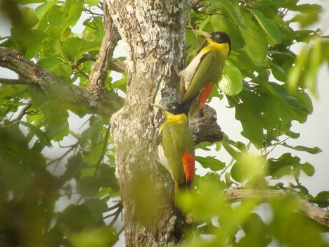 Black-headed Woodpecker