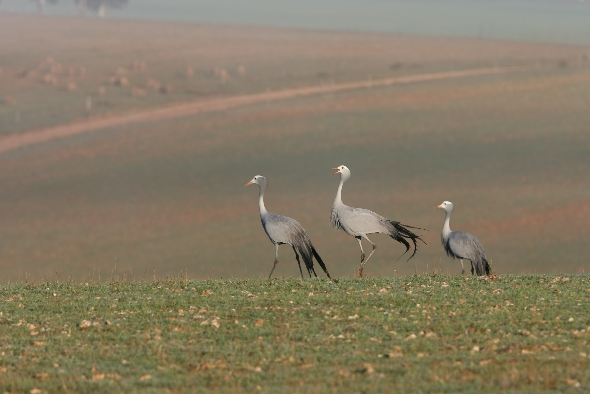 Blue Crane