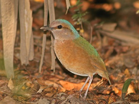 BR Pitta