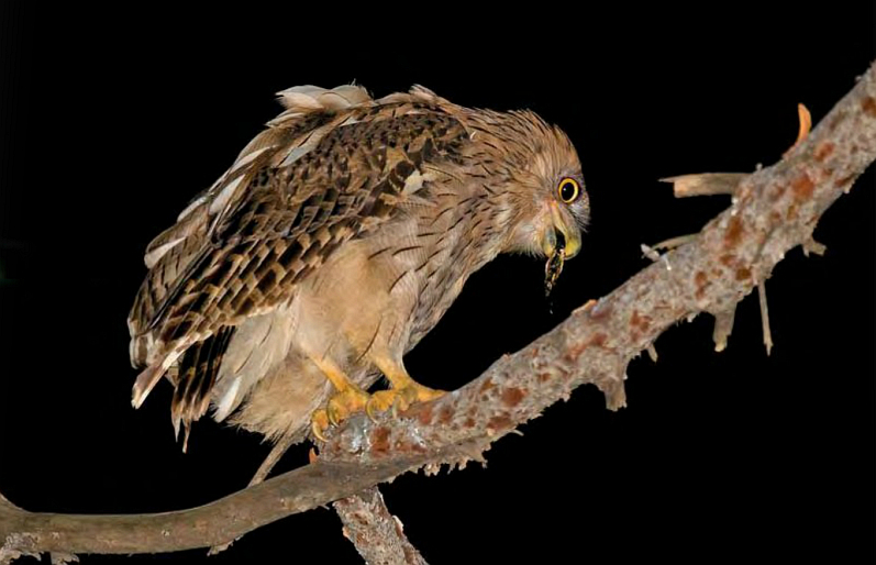 Brown Fish Owl (Bubo semenowi) (Arnoud B van den Berg)