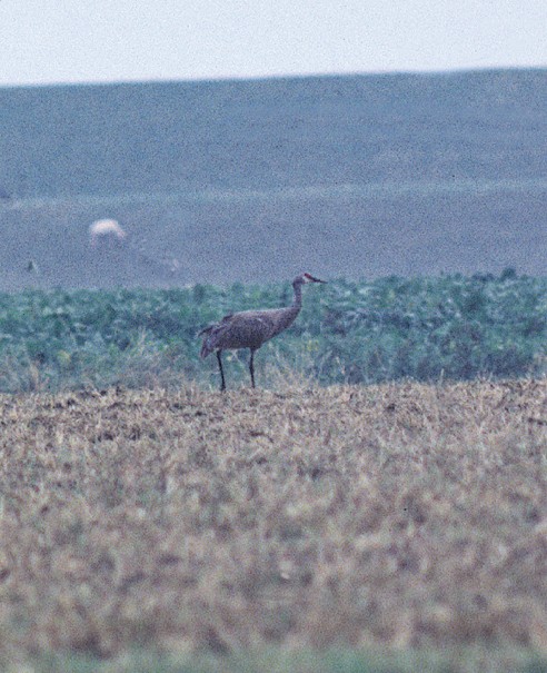 Canadese Kraanvogel