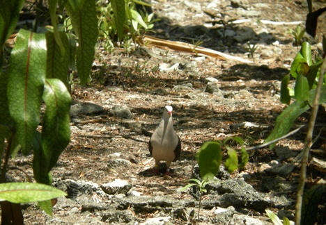 Pink Pigeon