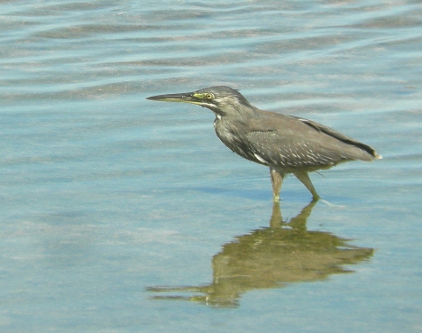 Striated Heron