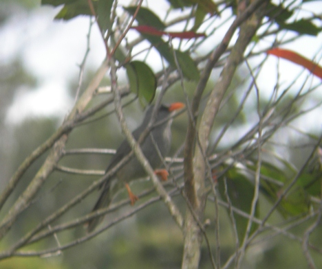 Maurities Bulbul