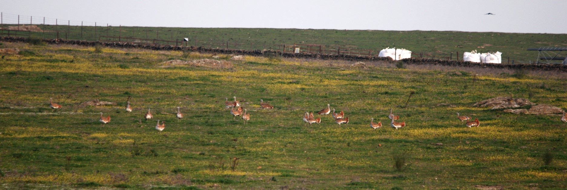 Extremadura Grote Trap aan de grond