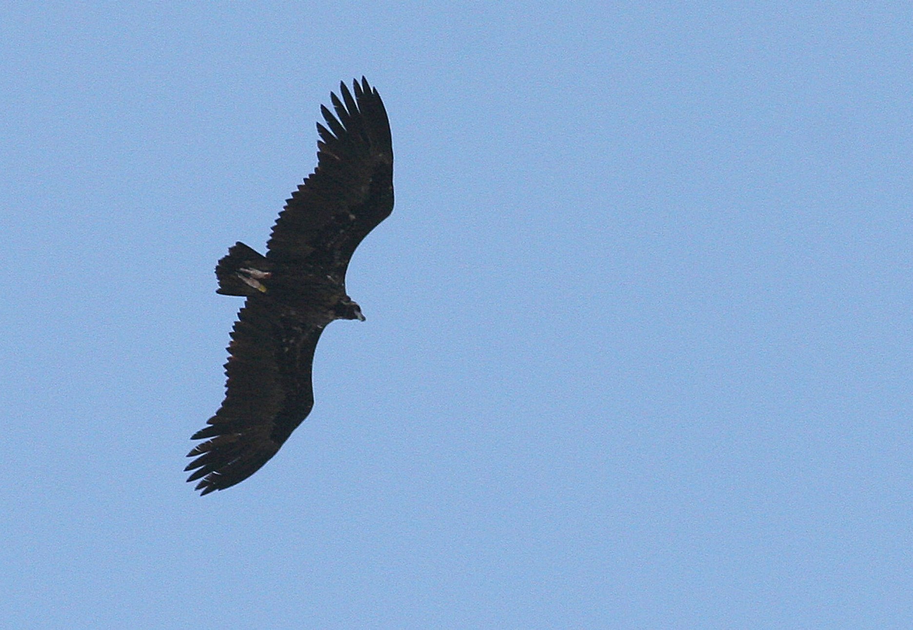 Extremadura Monniksgier