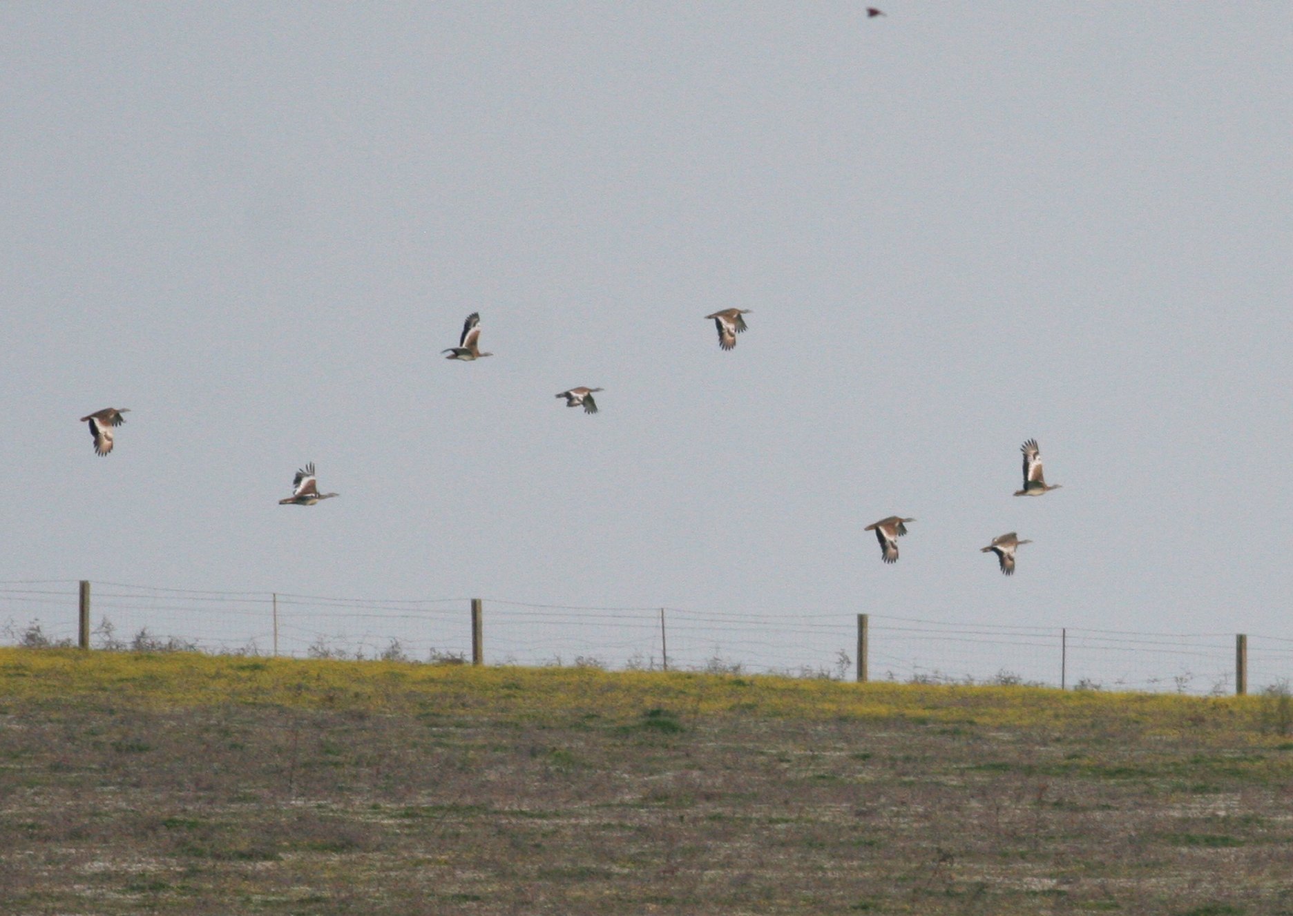 Extremadura Grote Trap vliegend