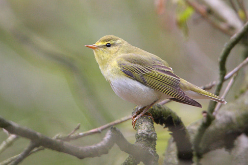 Fluiter - Phylloscopus sibilatrix - Jaap Denee