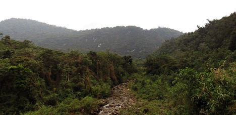 Cloud forest Abra Patricia