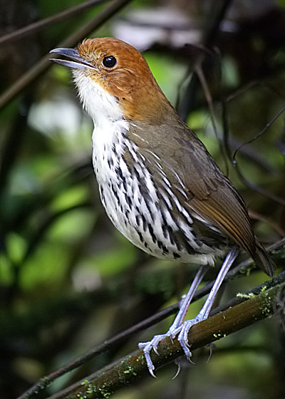 Chestnut-crowned Antpitta