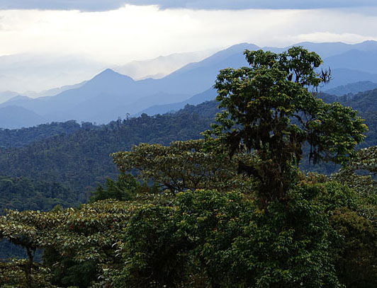 Cloud-forest