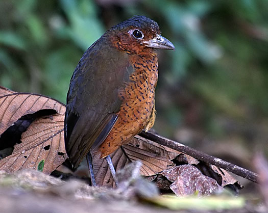 Giant Antpitta