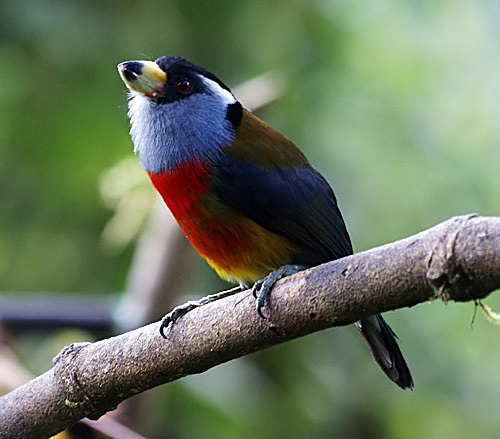 Toucan Barbet