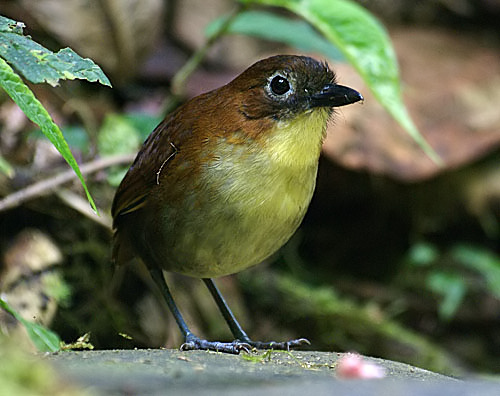 Yellow-breasted Antpitta