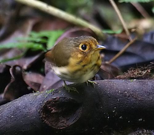 Ochre-breasted Antpitta