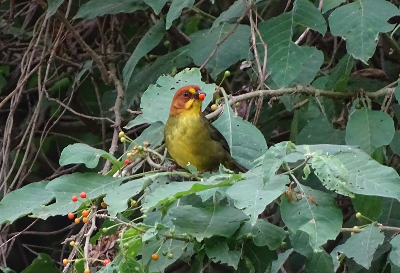 Fulvous-headed Brush Finch