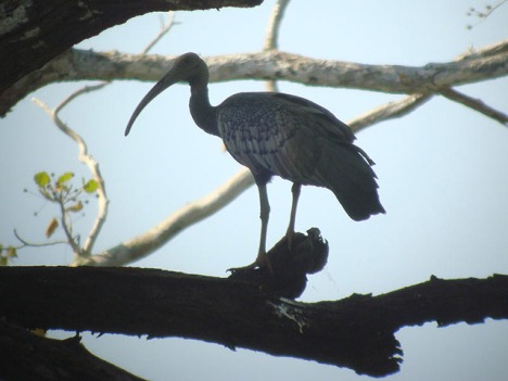 Giant Ibis