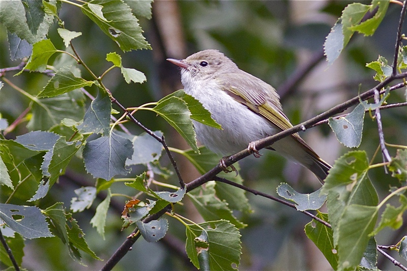 Bergfluiter