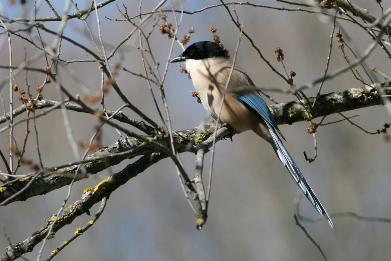 Blauwe Ekster