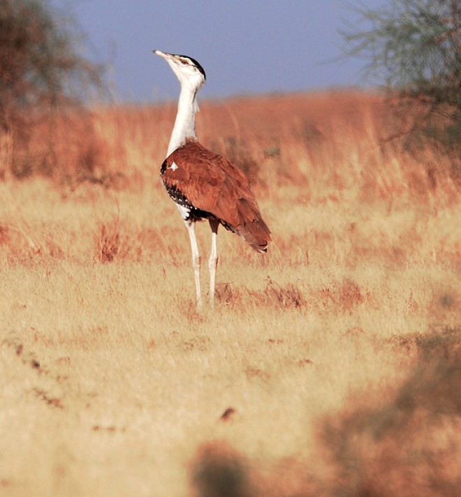 India, Gujarat