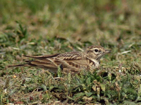 Kortteenleeuwerik Calandrella brachydactyla