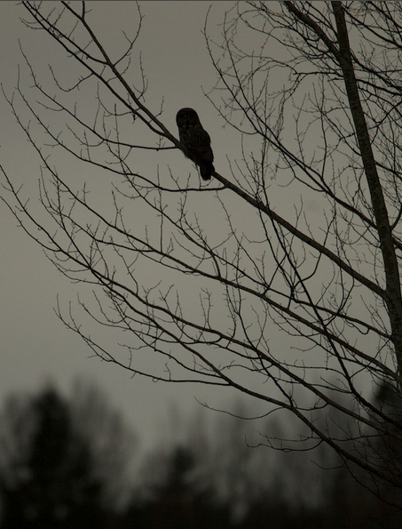 Laplanduil , Sandviken, Zweden, april 2012 (Martin van der Schalk)