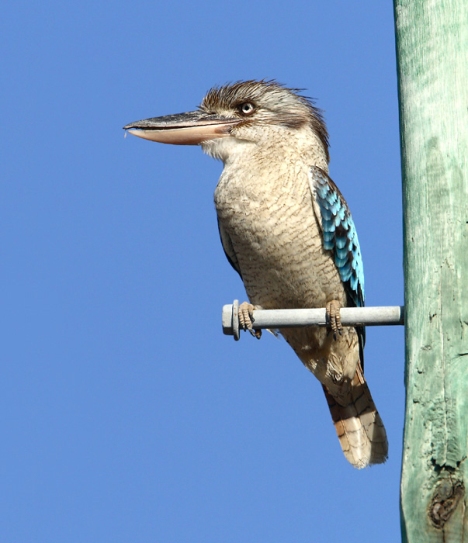 BW Kookaburra