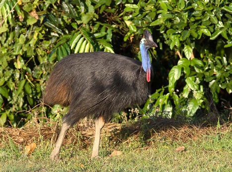 Southern Cassowary