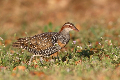 Buff-banded Rail