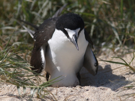 Sooty Tern