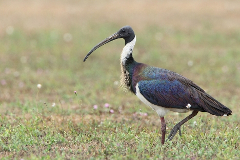 Straw-necked Ibis