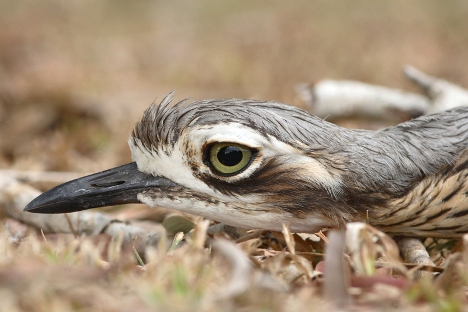 Bush Stone-Curlew