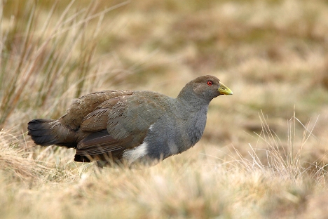 Tasmanian Nativehen