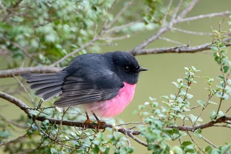 Pink Robin