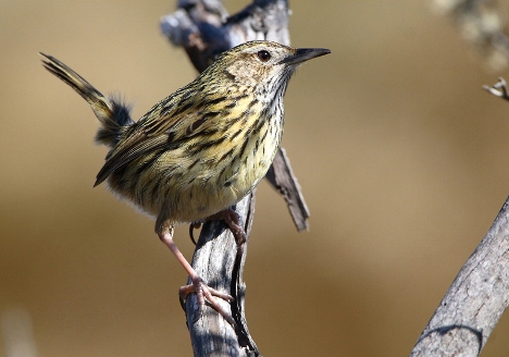 Stirated Field-Wren