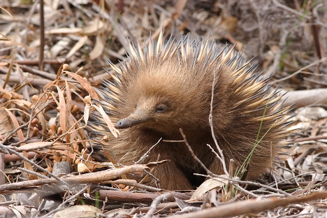 Echidna