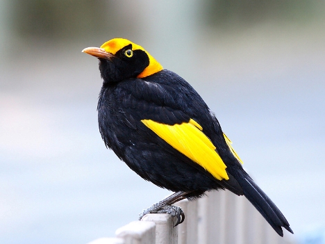 Regent Bowerbird