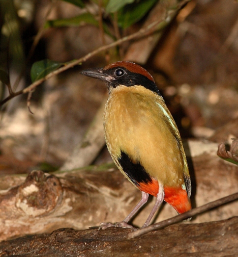 Noisy Pitta