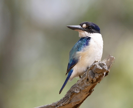 Forest Kingfisher