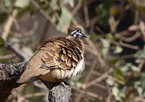 Squatter Pigeon