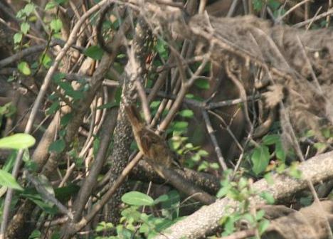 Manchurian Reedwarbler