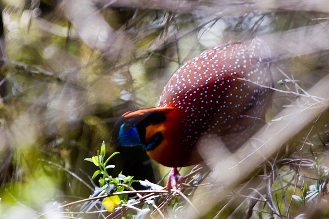 Temminck's Tragopan