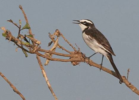 Mekong Wagtail